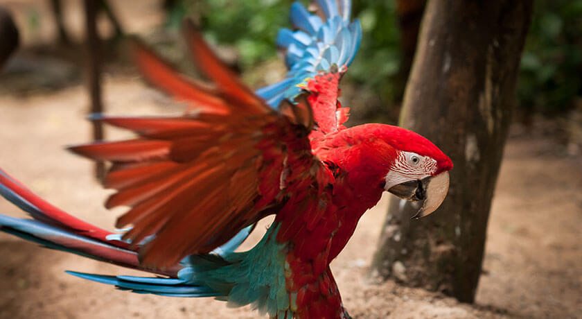 Parque das Aves